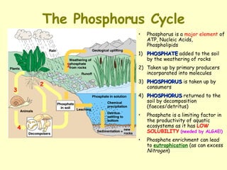The Phosphorus Cycle Phosphorus is a  major element  of ATP, Nucleic Acids, Phospholipids 1) PHOSPHATE  added to the soil by the weathering of rocks  2) Taken up by primary producers incorparated into molecules 3) PHOSPHORUS  is taken up by consumers 4) PHOSPHORUS  returned to the soil by decomposition (faeces/detritus) Phosphate is a limiting factor in the productivity of aquatic ecosystems as it has  LOW   SOLUBILITY   (needed by ALGAE!) Phosphate enrichment can lead to  eutrophication  (as can excess  Nitrogen )  1 2 3 4 