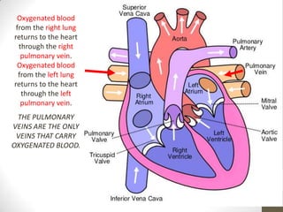 Oxygenated blood
 from the right lung
returns to the heart
  through the right
   pulmonary vein.
 Oxygenated blood
  from the left lung
returns to the heart
   through the left
   pulmonary vein.
 THE PULMONARY
VEINS ARE THE ONLY
 VEINS THAT CARRY
OXYGENATED BLOOD.
 