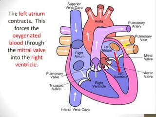 The left atrium
contracts. This
   forces the
  oxygenated
 blood through
the mitral valve
 into the right
   ventricle.
 