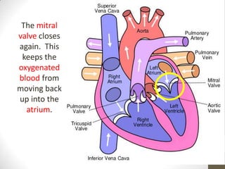 The mitral
valve closes
again. This
 keeps the
oxygenated
blood from
moving back
up into the
  atrium.
 