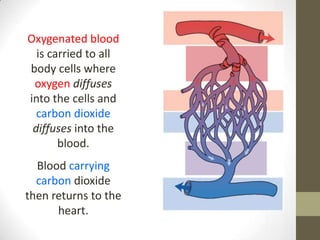 Oxygenated blood
  is carried to all
body cells where
 oxygen diffuses
into the cells and
  carbon dioxide
 diffuses into the
       blood.
  Blood carrying
  carbon dioxide
then returns to the
      heart.
 