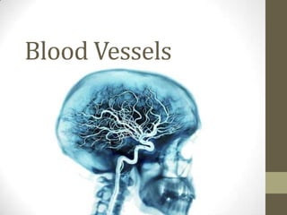 Blood Vessels
 
