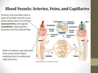 Blood Vessels: Arteries, Veins, and Capillaries
Arteries and arterioles have a
layer of smooth muscle tissue
which allows them to contract
(vasoconstrict) and expand
(vasodilate), altering their
diameter and thus blood flow.




 Walls of arteries and arterioles
 have many elastic fibers
 enabling them to withstand
 high pressures.
 