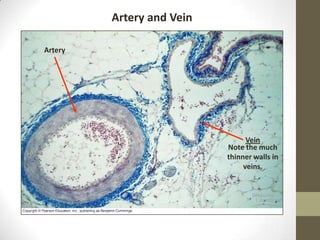 Artery and Vein

Artery




                                 Vein
                           Note the much
                           thinner walls in
                                veins.
 