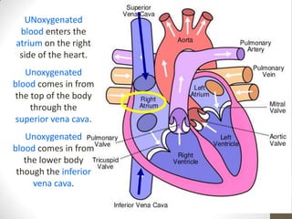 UNoxygenated
 blood enters the
atrium on the right
 side of the heart.
   Unoxygenated
blood comes in from
the top of the body
    through the
superior vena cava.
   Unoxygenated
blood comes in from
   the lower body
 though the inferior
     vena cava.
 