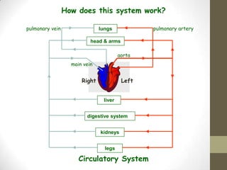 How does this system work?

pulmonary vein                 lungs            pulmonary artery

                           head & arms

                                        aorta
                   main vein


                       Right             Left


                                liver


                         digestive system


                               kidneys


                                 legs

                      Circulatory System
 