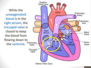 While the
  unoxygenated
  blood is in the
right atrium, the
tricuspid valve is
 closed to keep
 the blood from
flowing down to
  the ventricle.
 