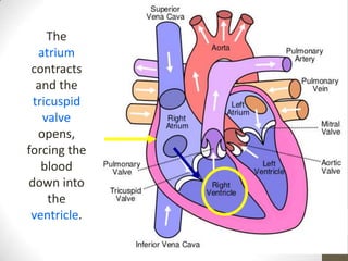 The
  atrium
 contracts
  and the
 tricuspid
   valve
  opens,
forcing the
   blood
down into
    the
 ventricle.
 