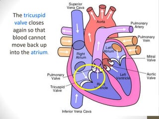 The tricuspid
   valve closes
  again so that
 blood cannot
 move back up
into the atrium.
 