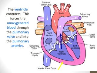 The ventricle
contracts. This
   forces the
unoxygenated
blood through
the pulmonary
 valve and into
the pulmonary
    arteries.
 