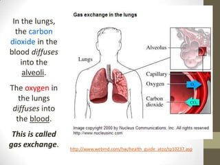 In the lungs,
  the carbon
dioxide in the
blood diffuses
    into the
     alveoli.
The oxygen in
   the lungs
 diffuses into
  the blood.
 This is called
gas exchange.     http://www.webmd.com/hw/health_guide_atoz/tp10237.asp
 