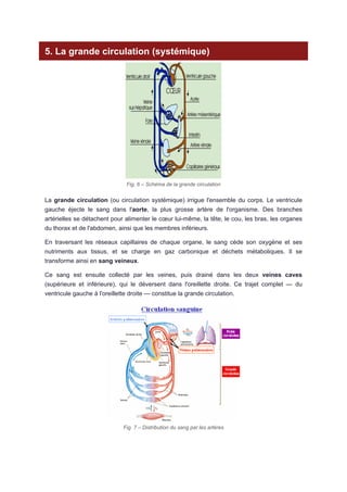 Comprendre la Circulation Sanguine : Fonctionnement et Anatomie du Cœur ...