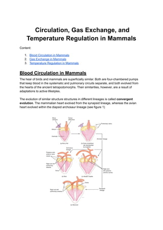 Circulation, Gas Exchange, and
Temperature Regulation in Mammals
Content:
1. Blood Circulation in Mammals
2. Gas Exchange in Mammals
3. Temperature Regulation in Mammals
Blood Circulation in Mammals
The hear of birds and mammals are superficially similar. Both are four-chambered pumps
that keep blood in the systematic and pulmonary circuits separate, and both evolved from
the hearts of the ancient tetrapodomorphs. Their similarities, however, are a result of
adaptations to active lifestyles.
The evolution of similar structure structures in different lineages is called convergent
evolution. The mammalian heart evolved from the synapsid lineage, whereas the avian
heart evolved within the diapsid archosaur lineage (see figure 1)
 