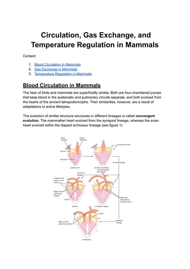 Circulation, Gas Exchange, and Temperature Regulation in Mammals.pdf