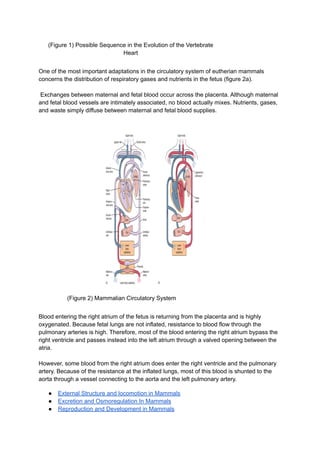Evolution Circulation Circulation, Gas Exchange, and Temperature Regulation in Mammals.pdf