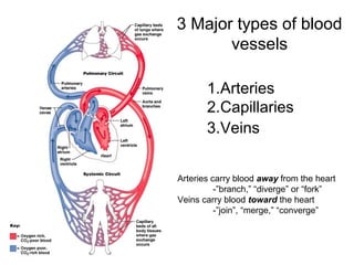 3 Major types of blood
vessels
1.Arteries
2.Capillaries
3.Veins
Arteries carry blood away from the heart
-”branch,” “diverge” or “fork”
Veins carry blood toward the heart
-”join”, “merge,” “converge”

 