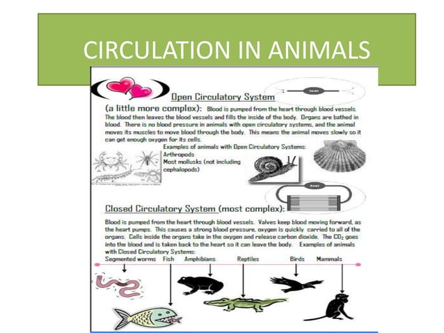 Circulation in animals