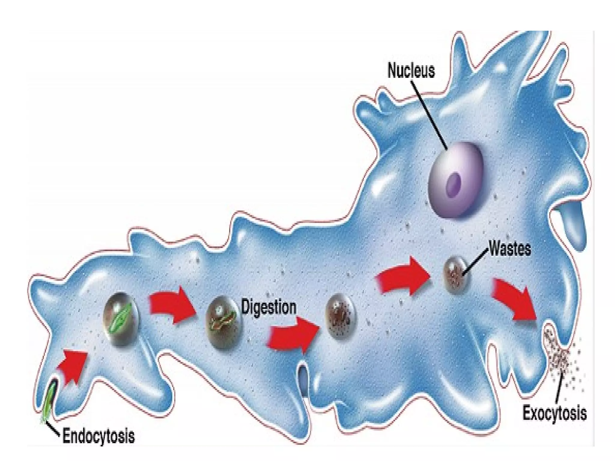 Circulation in cells ok