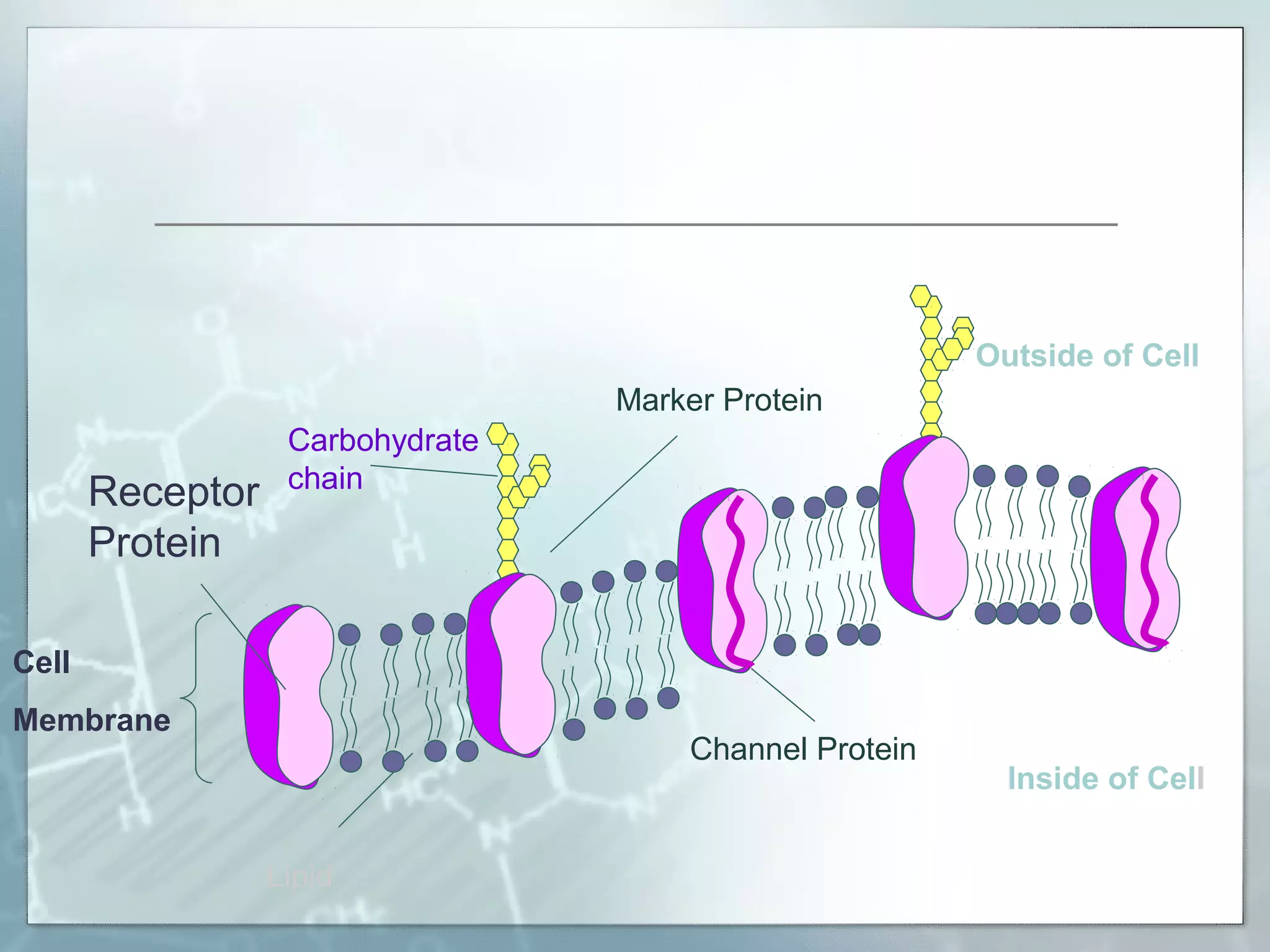 Outside of Cell
Marker Protein

Receptor
Protein

Carbohydrate
chain

Cell
Membrane

Channel Protein

Lipid

Inside of Cell

 