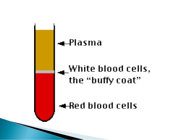 percentage of water in human blood plasma