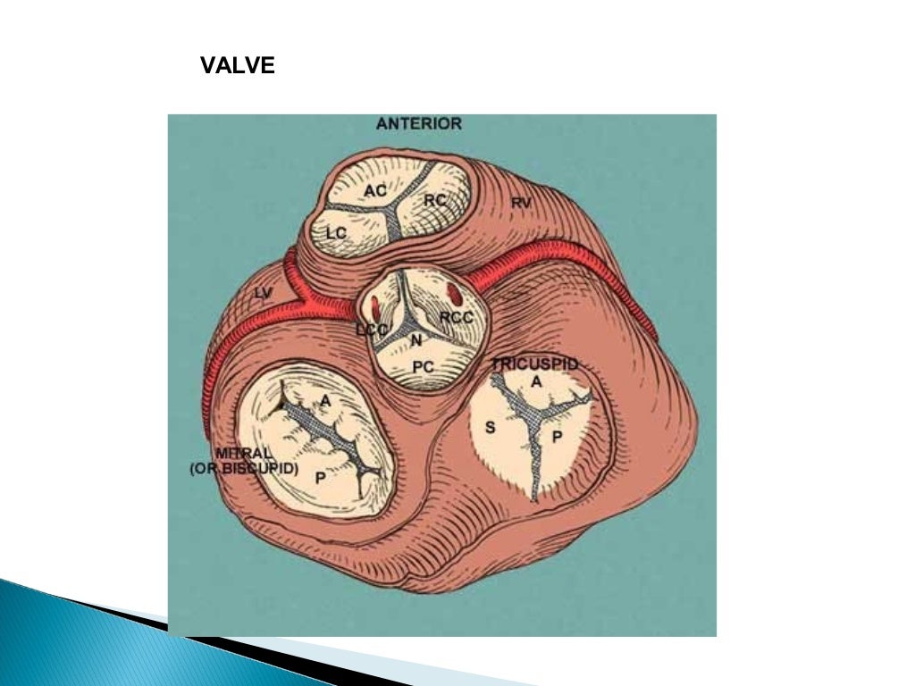 Circulation in human