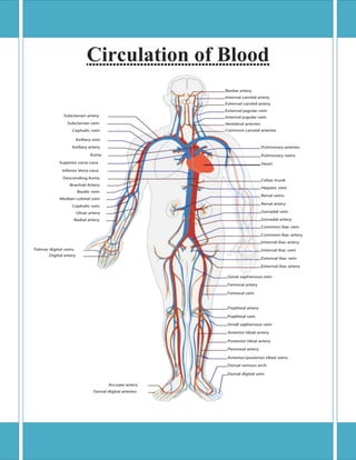Circulation of Blood

 