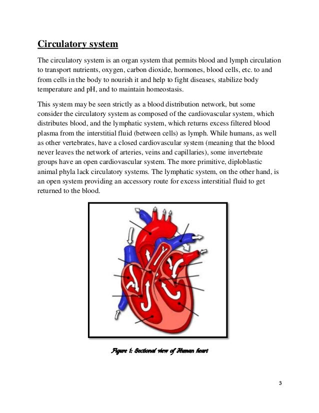 Assignment on Circulation of blood