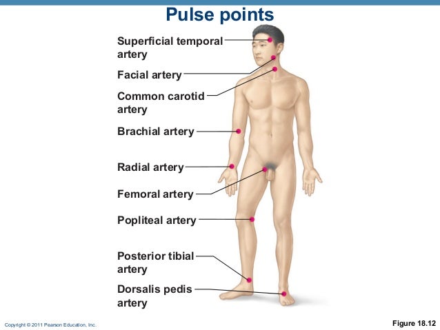 Facial Artery Pulse 120