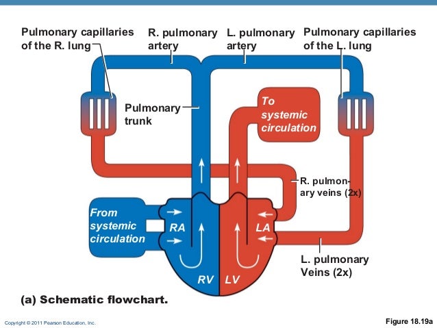 Systemic And Pulmonary Circulation Flow Chart