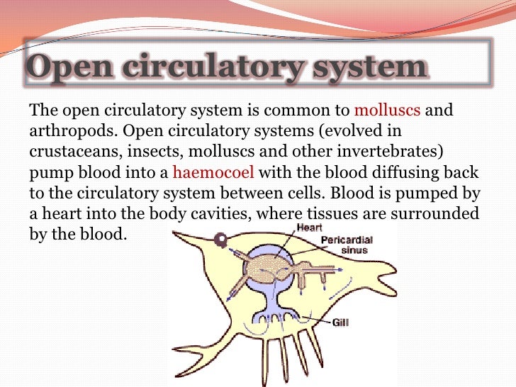 Circulation powerpoint