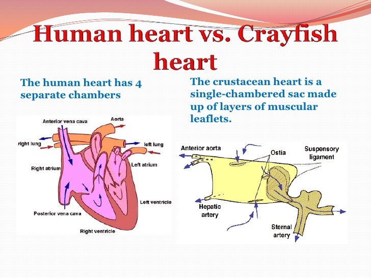 Circulation powerpoint