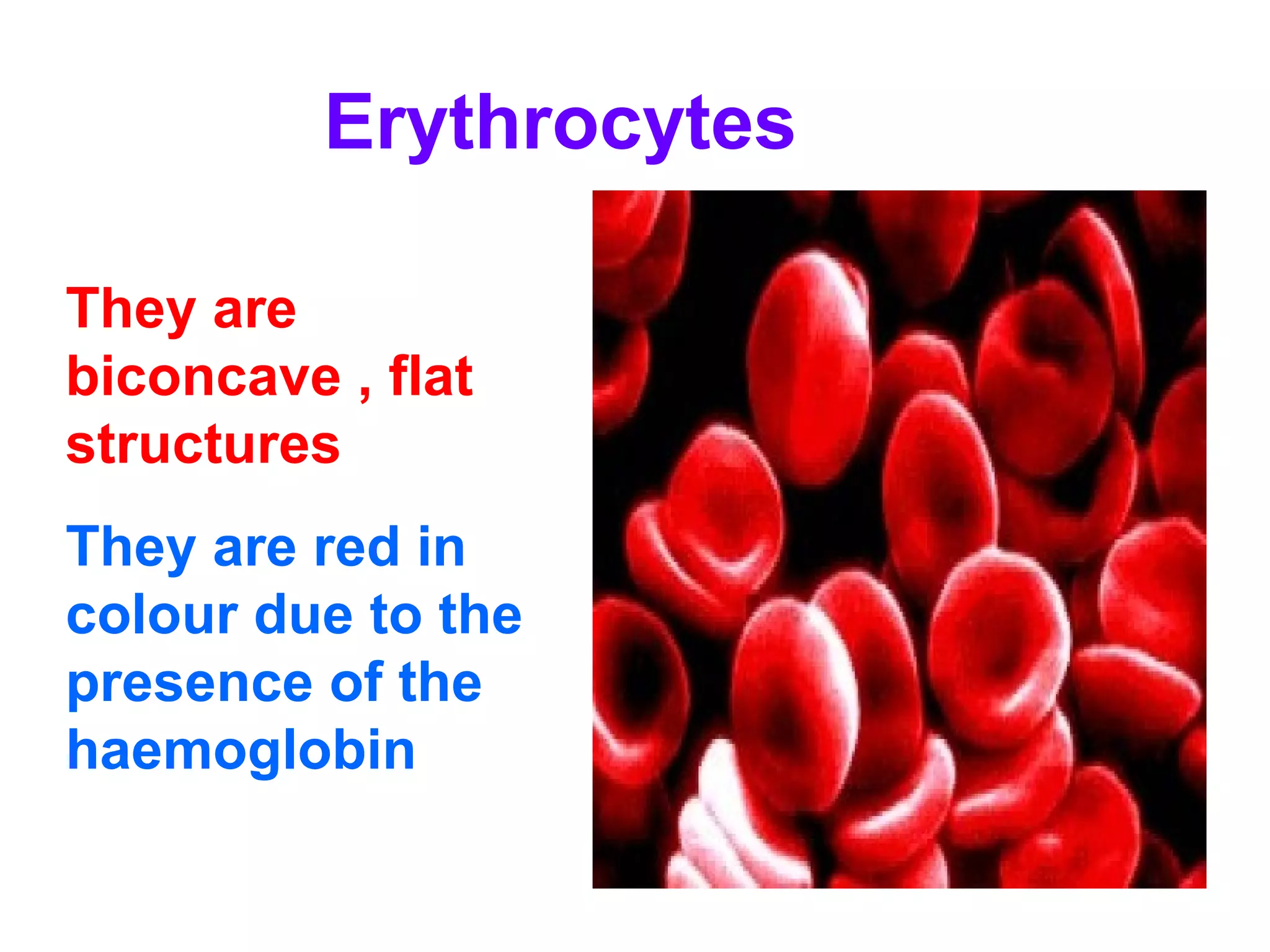Erythrocytes
They are
biconcave , flat
structures
They are red in
colour due to the
presence of the
haemoglobin
 