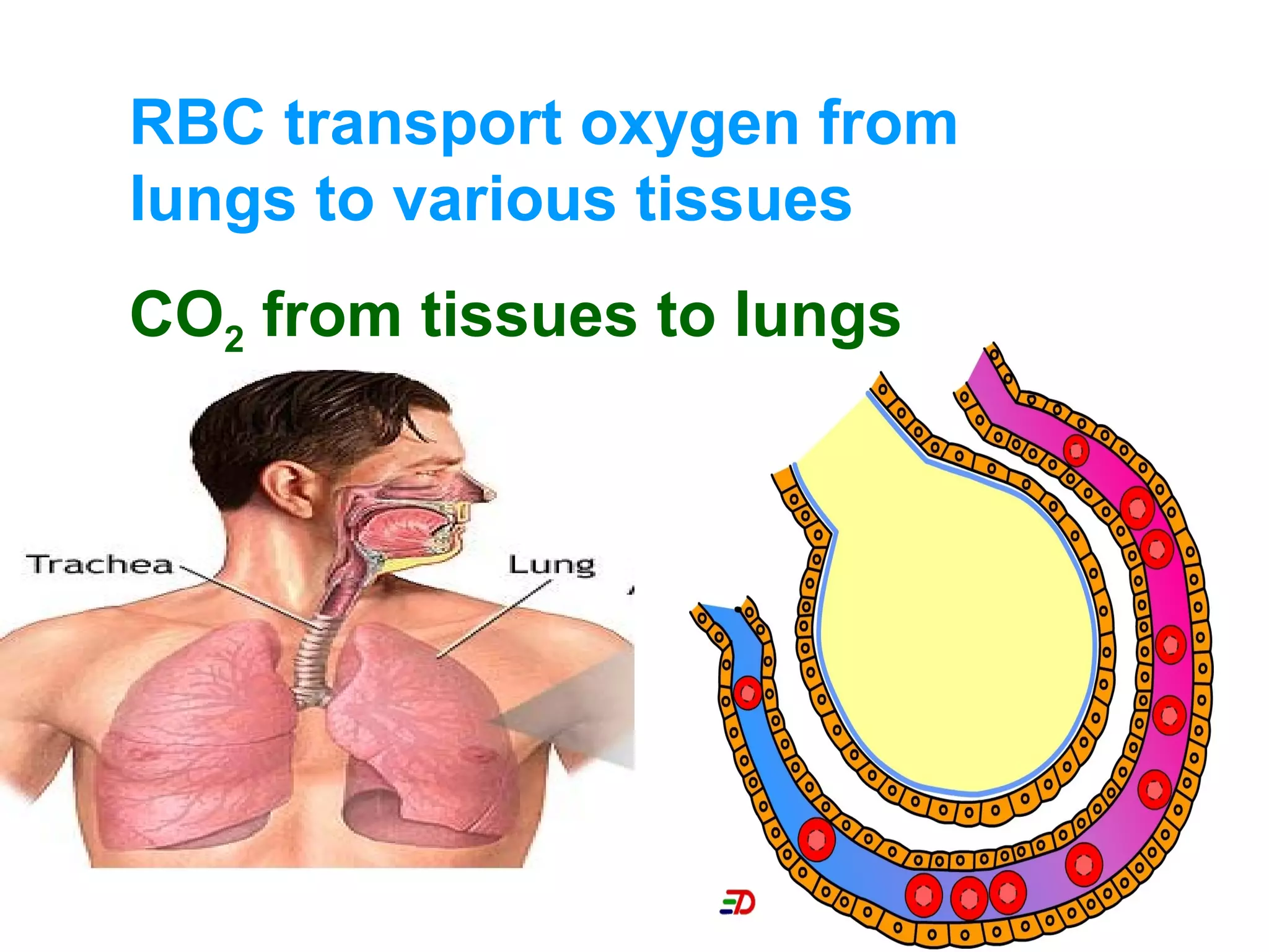 RBC transport oxygen from
lungs to various tissues
CO2 from tissues to lungs
 