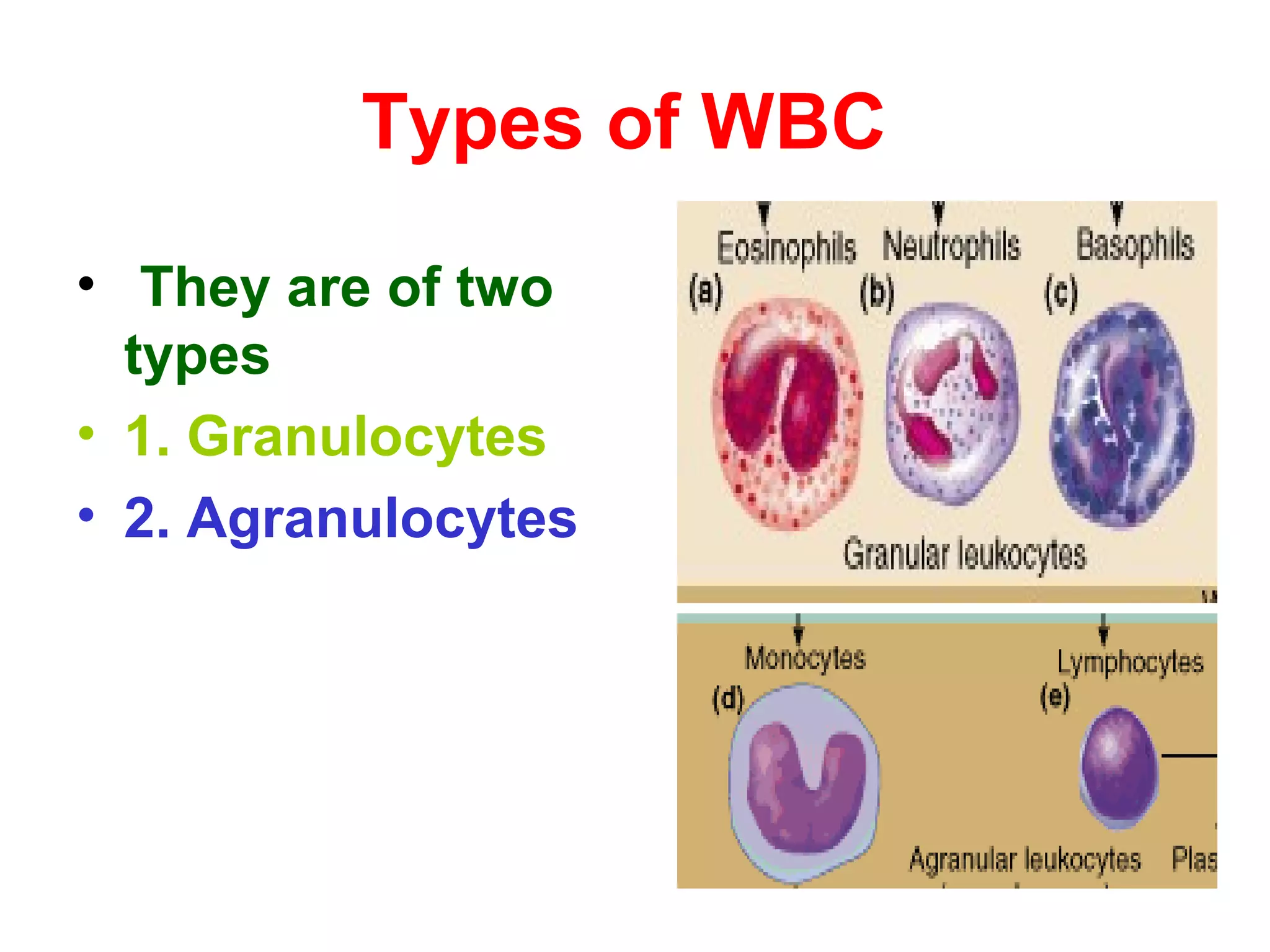 Types of WBC
• They are of two
types
• 1. Granulocytes
• 2. Agranulocytes
 