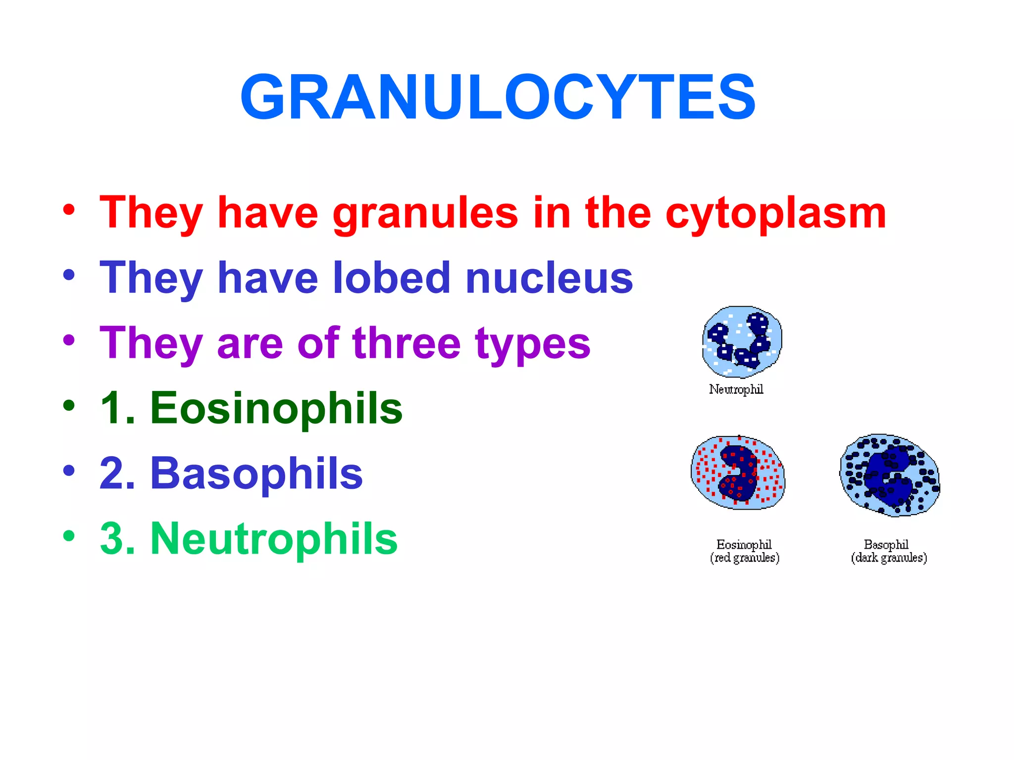 GRANULOCYTES
• They have granules in the cytoplasm
• They have lobed nucleus
• They are of three types
• 1. Eosinophils
• 2. Basophils
• 3. Neutrophils
 