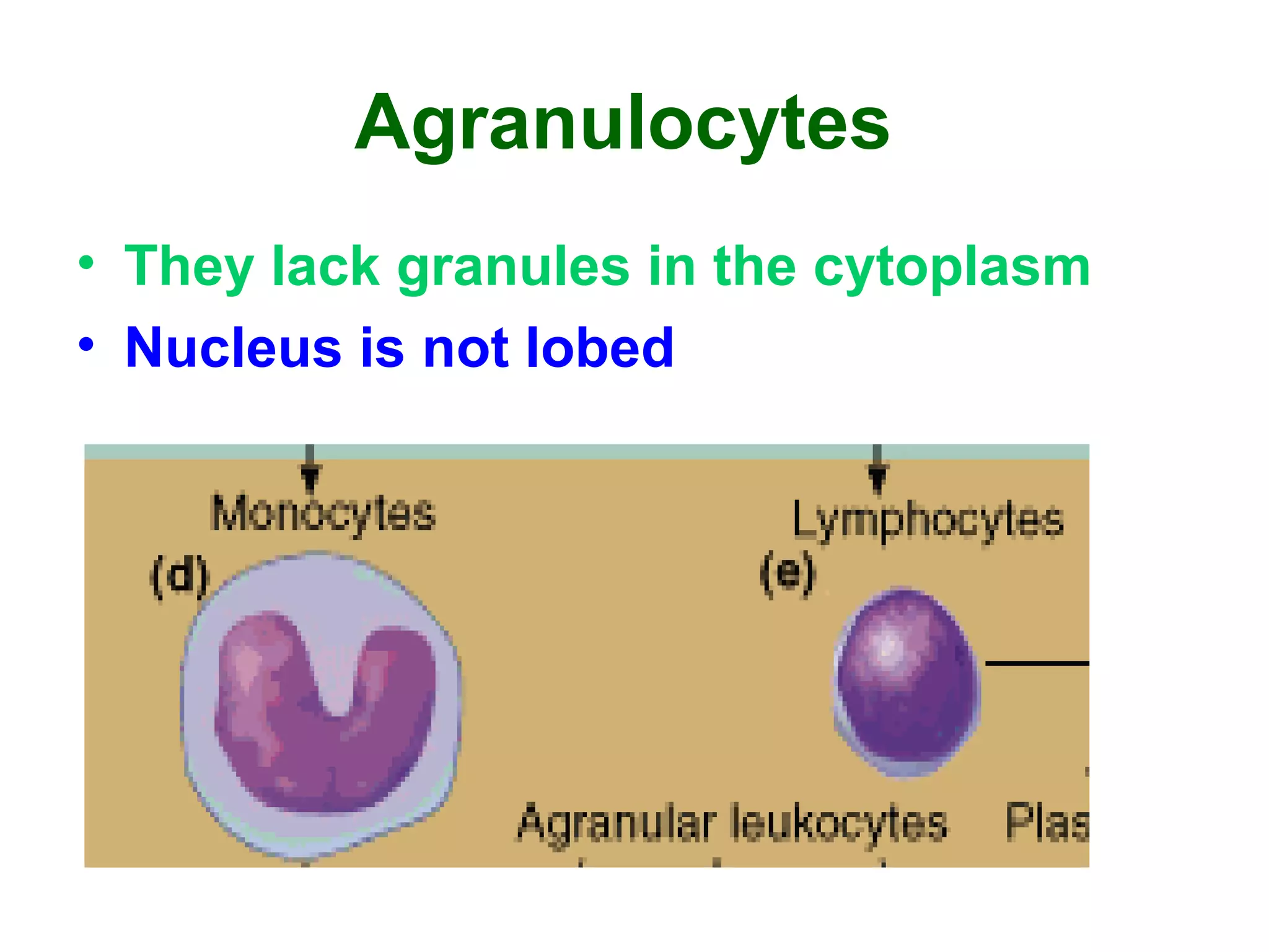 Agranulocytes
• They lack granules in the cytoplasm
• Nucleus is not lobed
 
