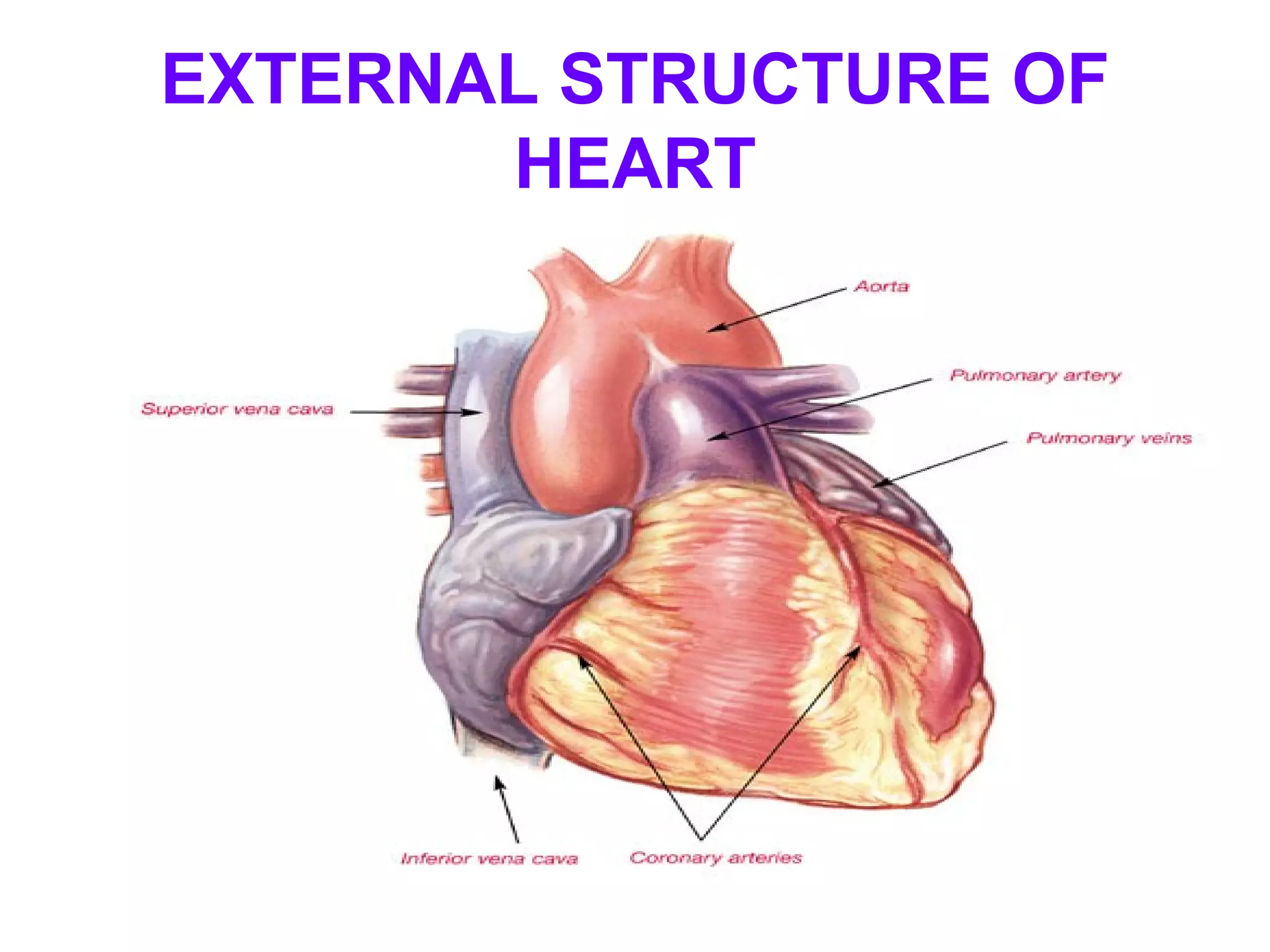 EXTERNAL STRUCTURE OF
HEART
 