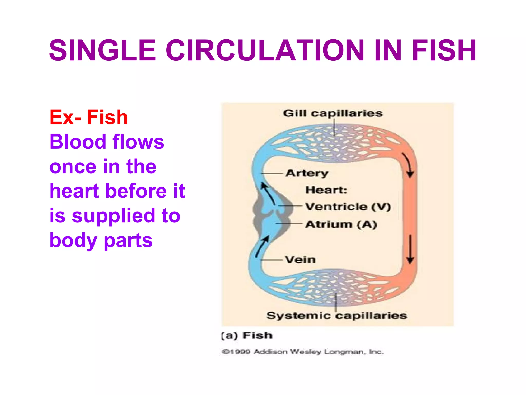 SINGLE CIRCULATION IN FISH
Ex- Fish
Blood flows
once in the
heart before it
is supplied to
body parts
 