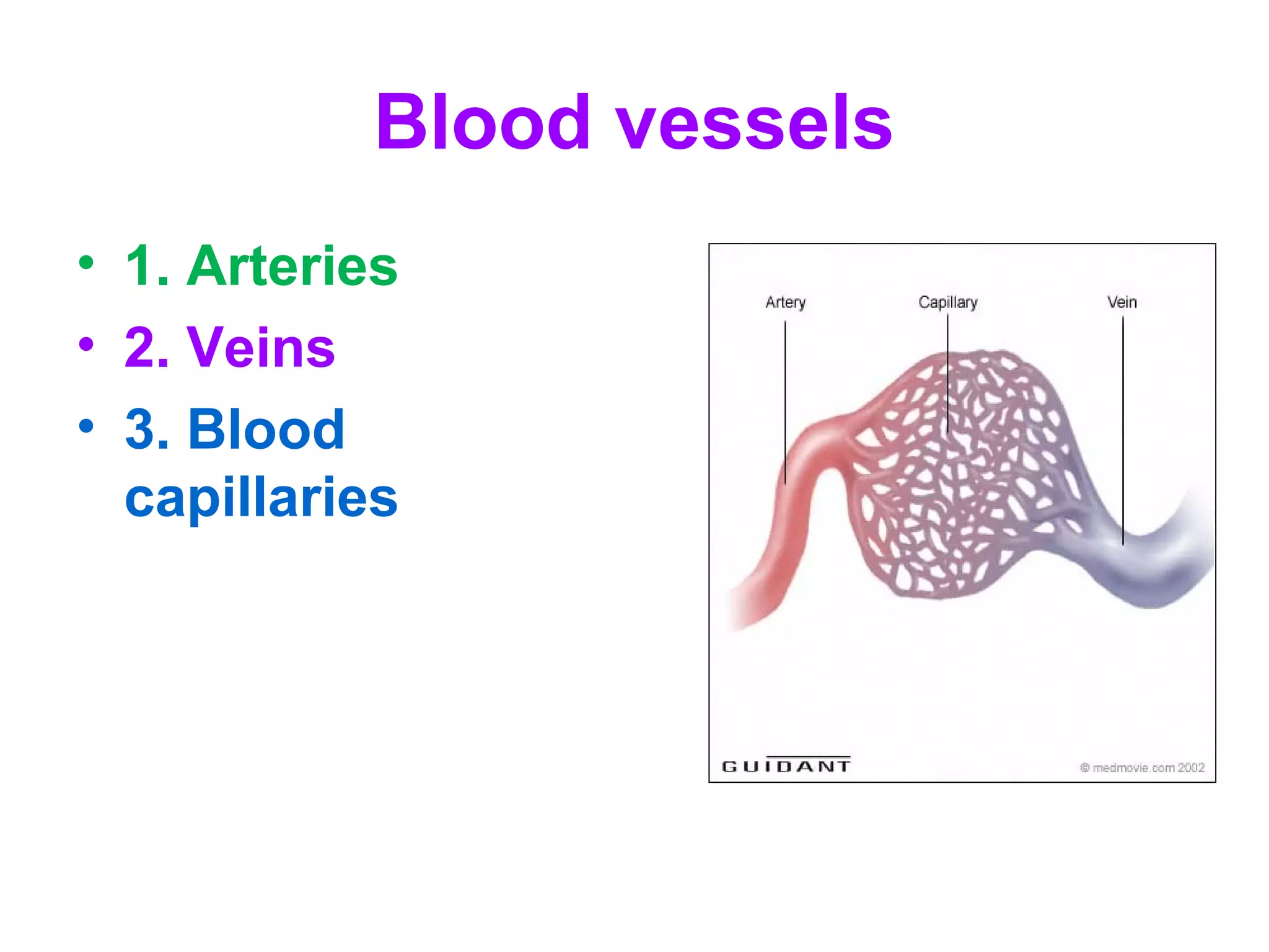 Blood vessels
• 1. Arteries
• 2. Veins
• 3. Blood
capillaries
 