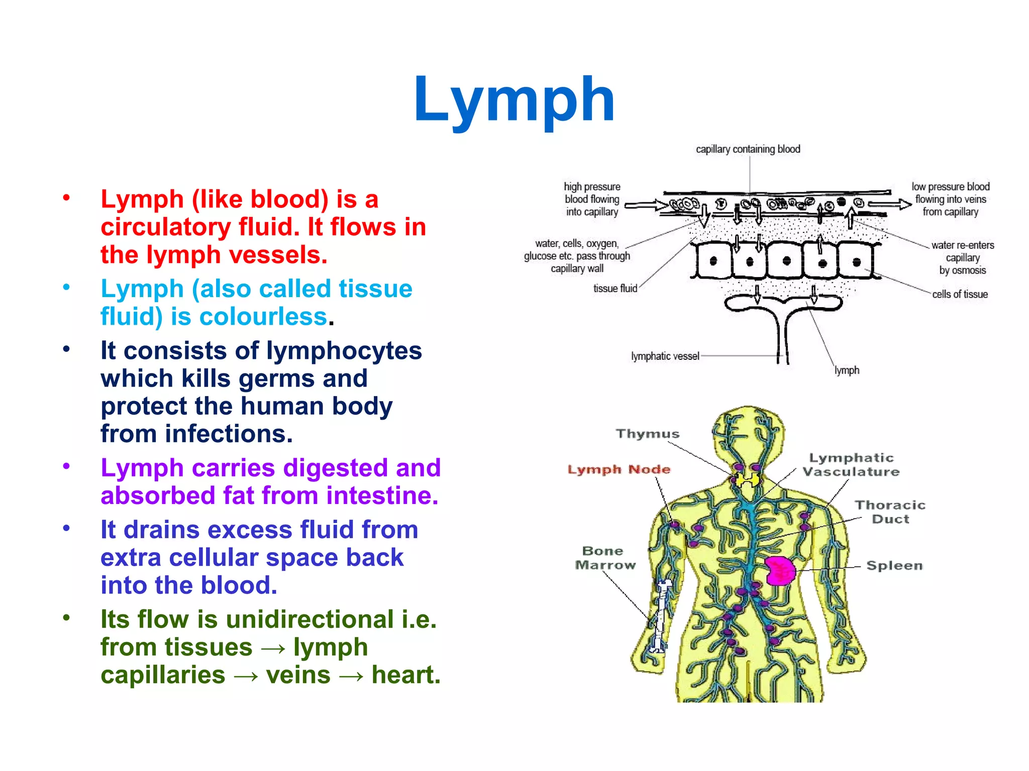 Lymph
• Lymph (like blood) is a
circulatory fluid. It flows in
the lymph vessels.
• Lymph (also called tissue
fluid) is colourless.
• It consists of lymphocytes
which kills germs and
protect the human body
from infections.
• Lymph carries digested and
absorbed fat from intestine.
• It drains excess fluid from
extra cellular space back
into the blood.
• Its flow is unidirectional i.e.
from tissues → lymph
capillaries → veins → heart.
 