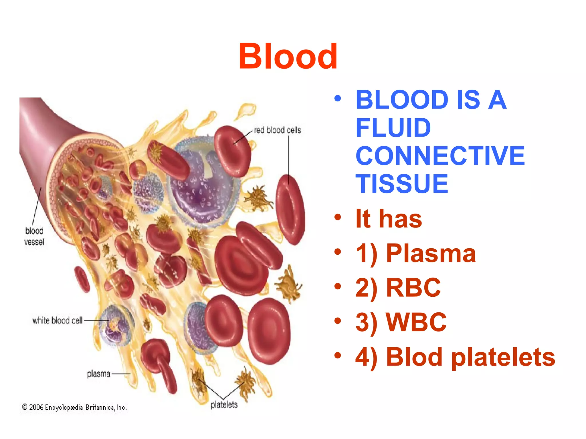 Blood
• BLOOD IS A
FLUID
CONNECTIVE
TISSUE
• It has
• 1) Plasma
• 2) RBC
• 3) WBC
• 4) Blod platelets
 