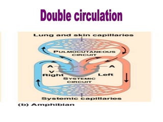 Circulation ppt | PPT