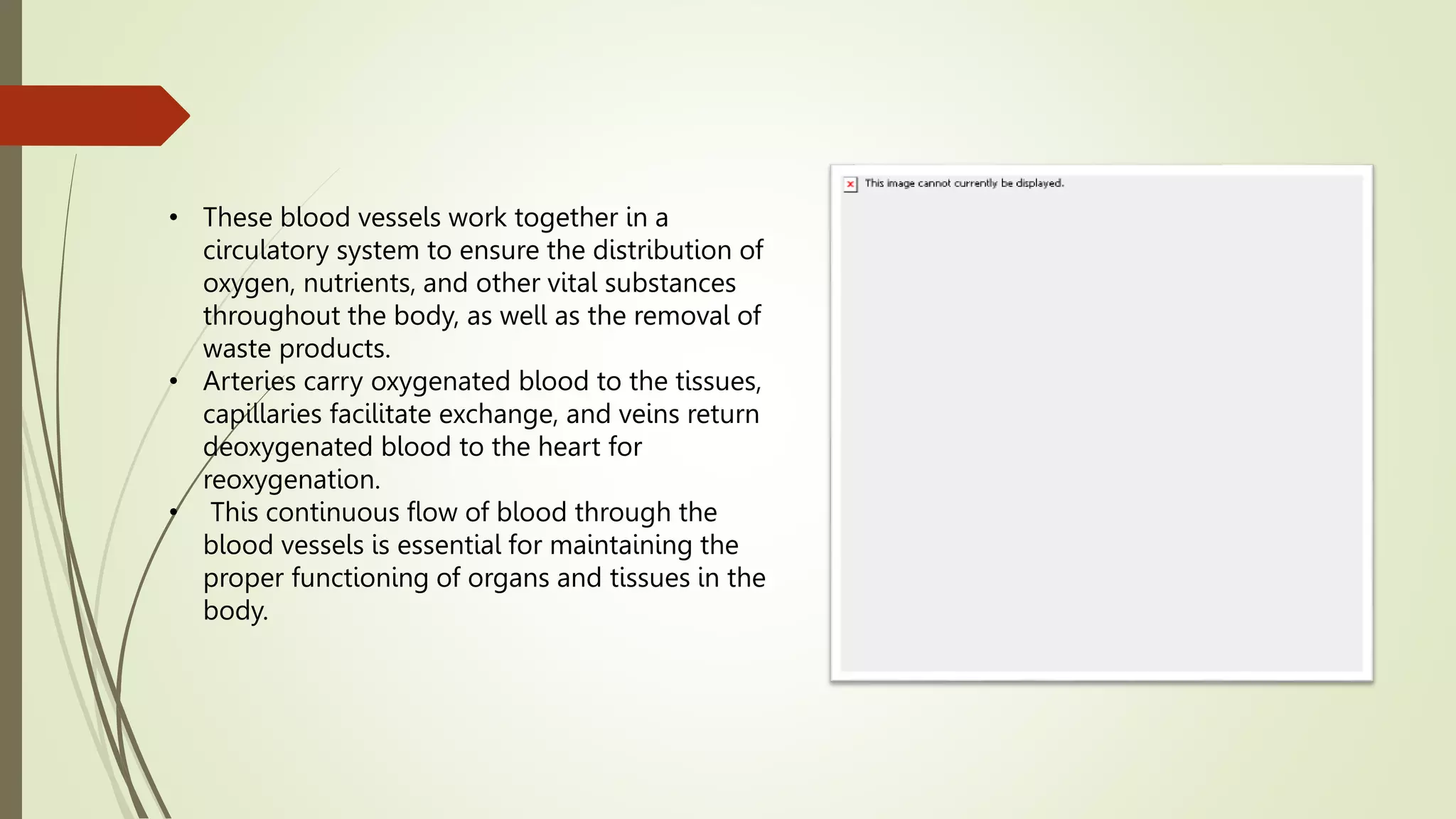 Circulation of blood in human body ppt.pptx