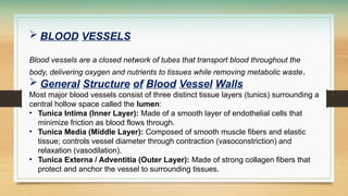  BLOOD VESSELS
Blood vessels are a closed network of tubes that transport blood throughout the
body, delivering oxygen and nutrients to tissues while removing metabolic waste.
 General Structure of Blood Vessel Walls
Most major blood vessels consist of three distinct tissue layers (tunics) surrounding a
central hollow space called the lumen:
• Tunica Intima (Inner Layer): Made of a smooth layer of endothelial cells that
minimize friction as blood flows through.
• Tunica Media (Middle Layer): Composed of smooth muscle fibers and elastic
tissue; controls vessel diameter through contraction (vasoconstriction) and
relaxation (vasodilation).
• Tunica Externa / Adventitia (Outer Layer): Made of strong collagen fibers that
protect and anchor the vessel to surrounding tissues.
 