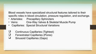 Blood vessels have specialized structural features tailored to their
specific roles in blood circulation, pressure regulation, and exchange.
• Arterioles: Precapillary Sphincters
• Veins: One-Way Valves & Skeletal Muscle Pump
• Capillaries: Special Structural Variations
 Continuous Capillaries (Tightest)
 Fenestrated Capillaries (Pores)
 Sinusoid Capillaries (Gaps)
 