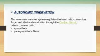  AUTONOMIC INNERVATION
The autonomic nervous system regulates the heart rate, contraction
force, and electrical conduction through the Cardiac Plexus,
which contains both
• sympathetic
• parasympathetic fibers.
 