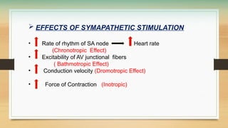  EFFECTS OF SYMAPATHETIC STIMULATION
• Rate of rhythm of SA node Heart rate
(Chronotropic Effect)
• Excitability of AV junctional fibers
( Bathmotropic Effect)
• Conduction velocity (Dromotropic Effect)
• Force of Contraction (Inotropic)
 