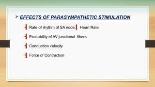  EFFECTS OF PARASYMPATHETIC STIMULATION
• Rate of rhythm of SA node Heart Rate
• Excitability of AV junctional fibers
• Conduction velocity
• Force of Contraction
 