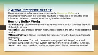  ATRIAL PRESSURE REFLEX
The atrial pressure reflex, commonly known as the Bainbridge Reflex, is a
physiological mechanism that increases heart rate in response to an elevated blood
volume and increased pressure within the right atrium of the heart.
How the Reflex Works
•Stimulus: High blood volume increases venous return, which stretches the walls
of the right atrium.
•Receptors: Low-pressure stretch mechanoreceptors in the atrial walls detect this
tension.
•Afferent Pathway: Signals travel via the vagus nerve to the brainstem (medulla
oblongata).
•Efferent Response: The brain decreases parasympathetic (vagal) tone and
increases sympathetic nervous system activity to the heart's sinoatrial (SA) node.
•Result: Heart rate speeds up (tachycardia) to pump the extra volume forward
 