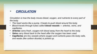  CIRCULATION
Circulation is how the body moves blood, oxygen, and nutrients to every part of
the body.
• The heart works like a pump. It beats to push blood around the body.
• Blood travels through tubes called blood vessels — arteries, veins, and
capillaries.
• Arteries carry fresh, oxygen-rich blood away from the heart to the body.
• Veins carry blood back to the heart after the oxygen has been used.
• Capillaries are tiny vessels where oxygen and nutrients pass into body cells,
and waste (like carbon dioxide) is picked up.
 